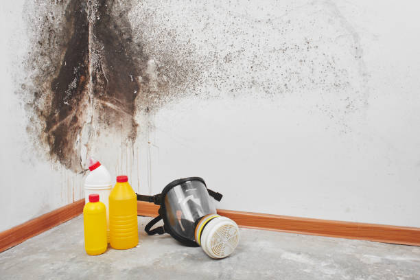 Best Crawl Space Mold Removal  in Ness City, KS