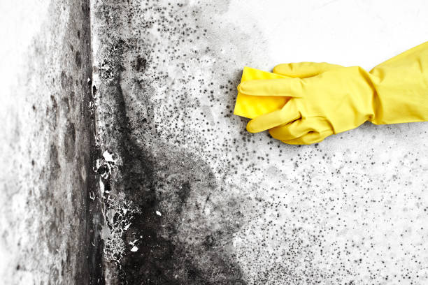 Best Mold Remediation  in Ness City, KS
