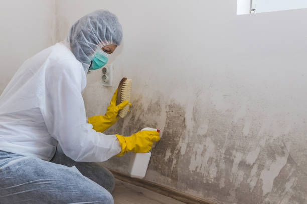 Professional Mold Removal in Ness City, KS