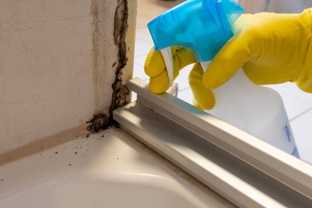 Trusted Ness City, KS Mold Removal Experts