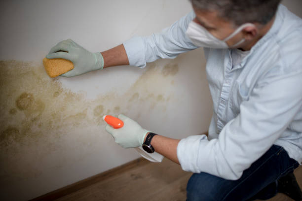 Best Professional Mold Removal  in Ness City, KS