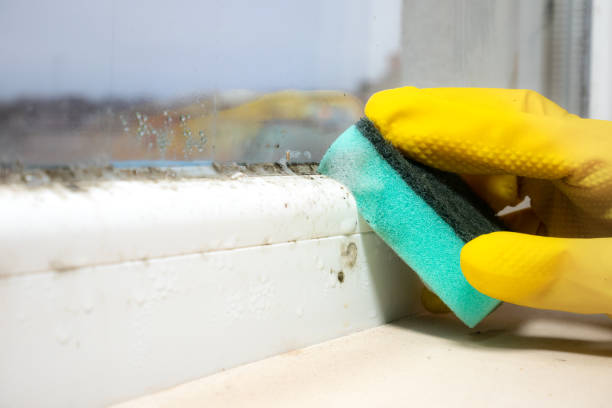 Best Home Mold Removal  in Ness City, KS