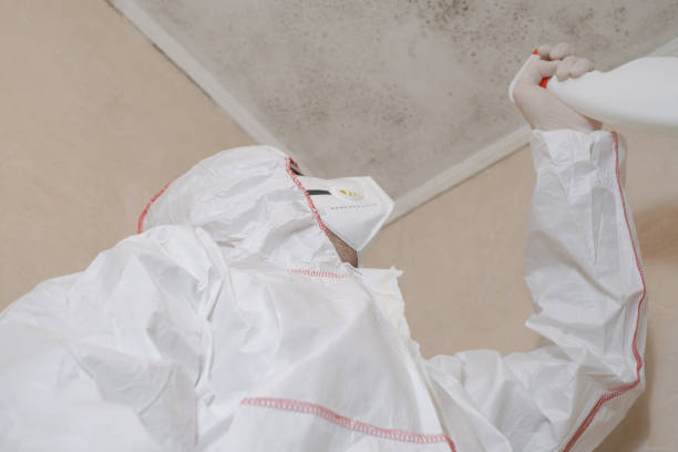 Best Best Mold Removal Companies  in Ness City, KS
