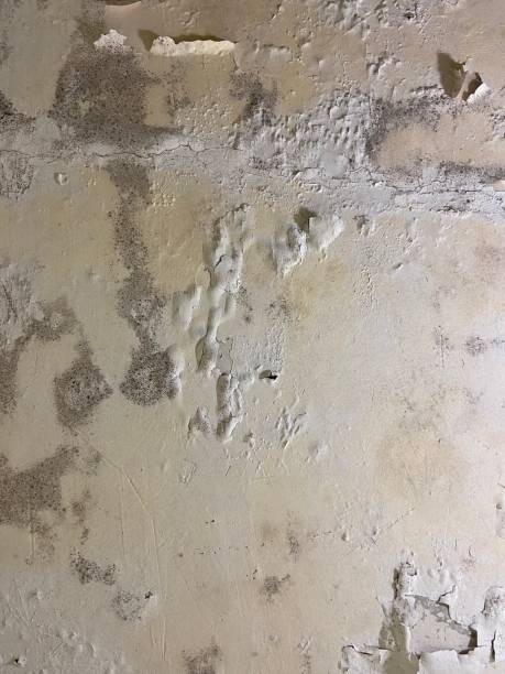 Best Same-Day Mold Removal  in Ness City, KS