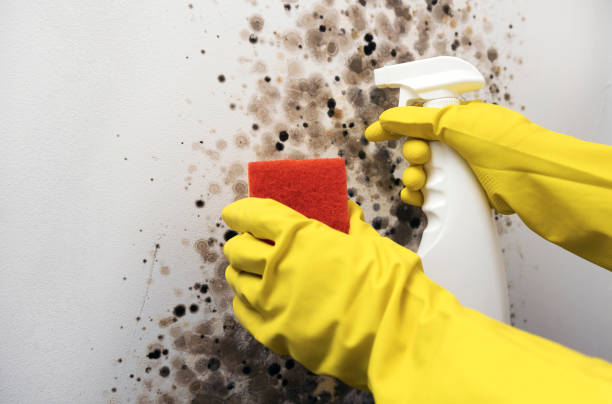 Best Certified Mold Removal  in Ness City, KS