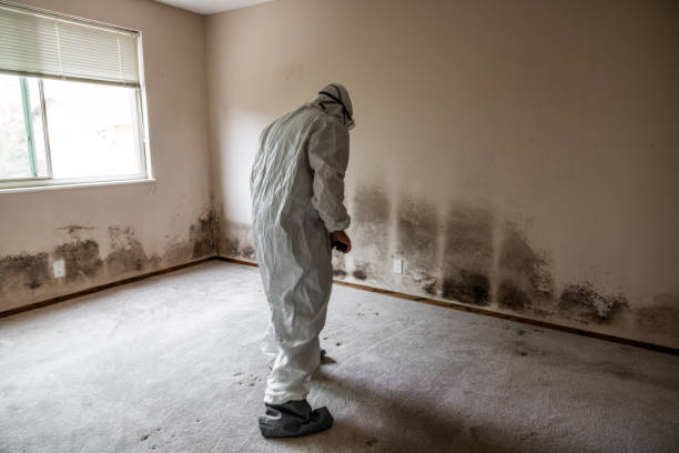 Best Mold Remediation  in Ness City, KS