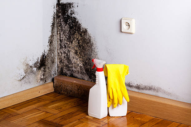 Best Mold Removal Process  in Ness City, KS