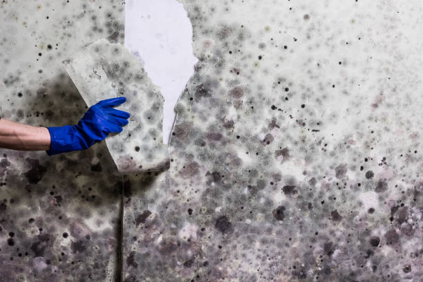 Crawl Space Mold Removal in Ness City, KS