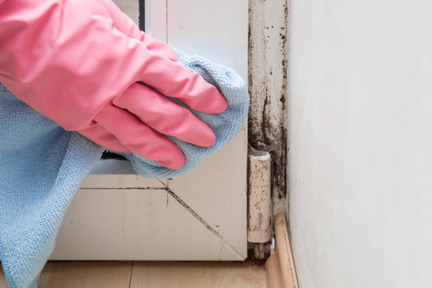 Best Mold Testing  in Ness City, KS